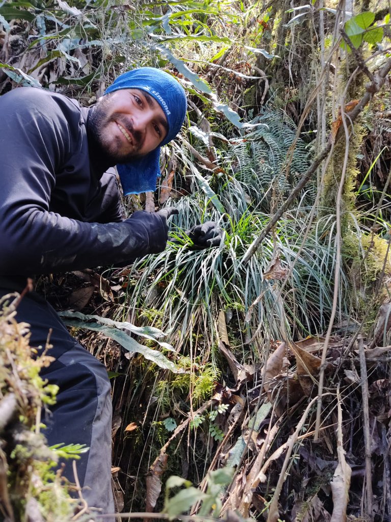 pgarciamoro's tweet image. After some hours looking for #sedges today, the #MacondoLabs members finally found again our desired #Carex. I’m really happy to show to you my first collected representative of the subgenus Uncinia: Carex hamata.

Thread 🧵👇🏼