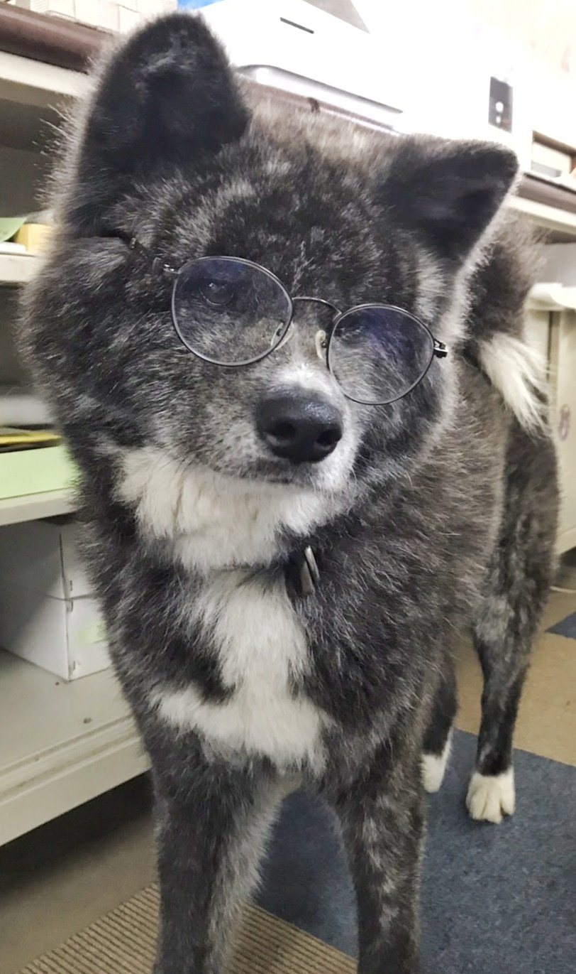 あきほ 秋田犬会館 名前 くろべえ 性別 男の子 毛色 虎毛 年齢 6歳 特徴 メガネイケメン おねだり上手 おやつに目がない 銀ちゃんのお兄さん 事務所でしていること 寝ている おやつを狙っている 性格 恥ずかしがりやで怖がり ブラッシングが