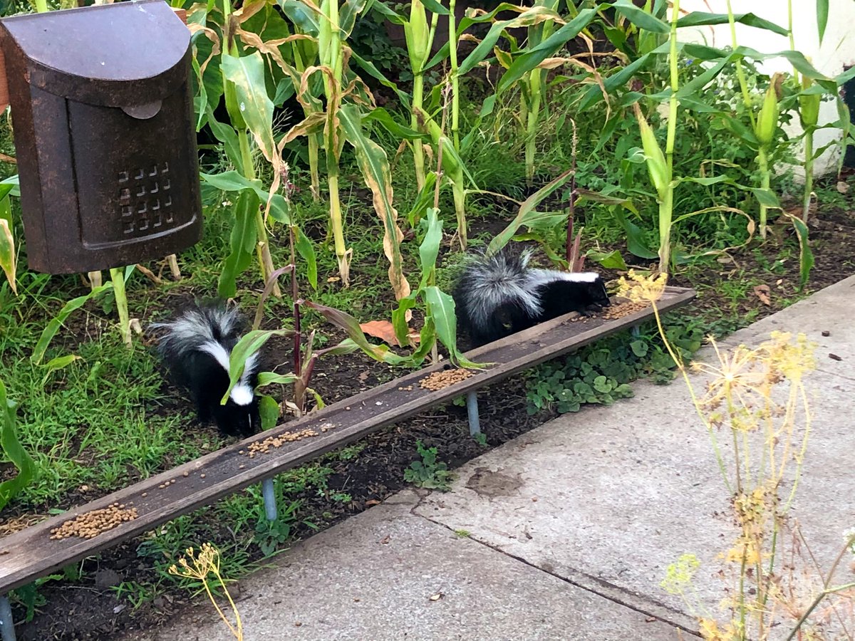 bhoneyy's tweet photo. What if, instead of tweeting twice a year, I tweeted every day, but every day was just a status update on the neighborhood skunks? (These babies!) https://t.co/2bmVuj2xTZ