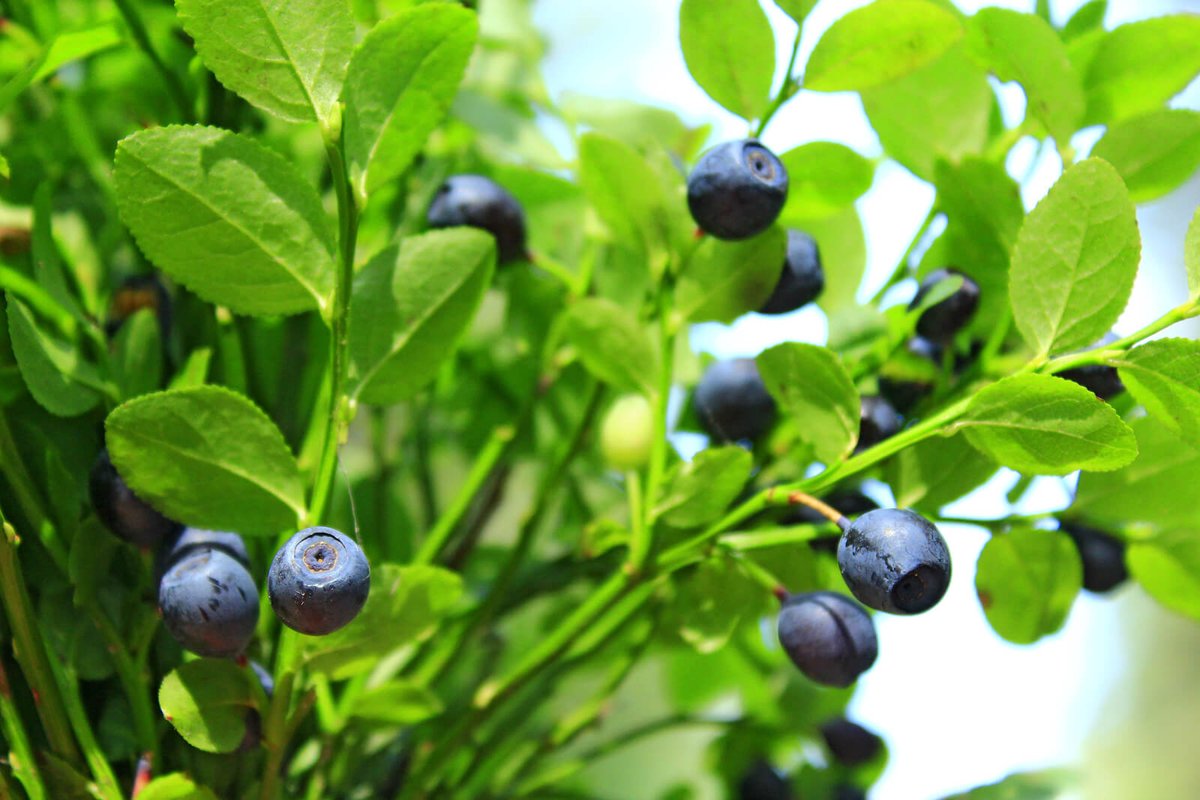 #Bilberry Maybe Effective Against #IntestinalCancer with No Side Effects, Scientists Say kylejnorton.blogspot.com/2021/03/bilber…