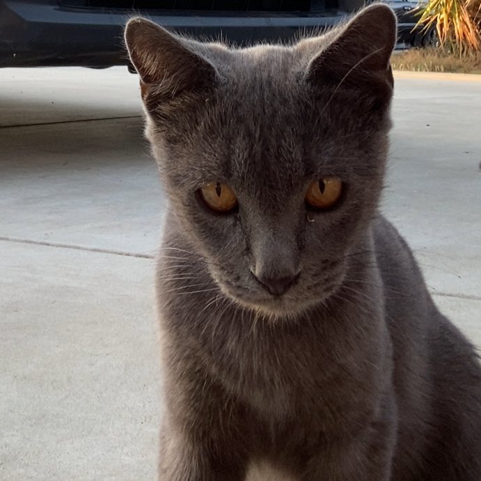 kkingcaden's tweet photo. Rascal update :((( my baby boy is a big balled having man cat https://t.co/nZMZ7Y3bNy