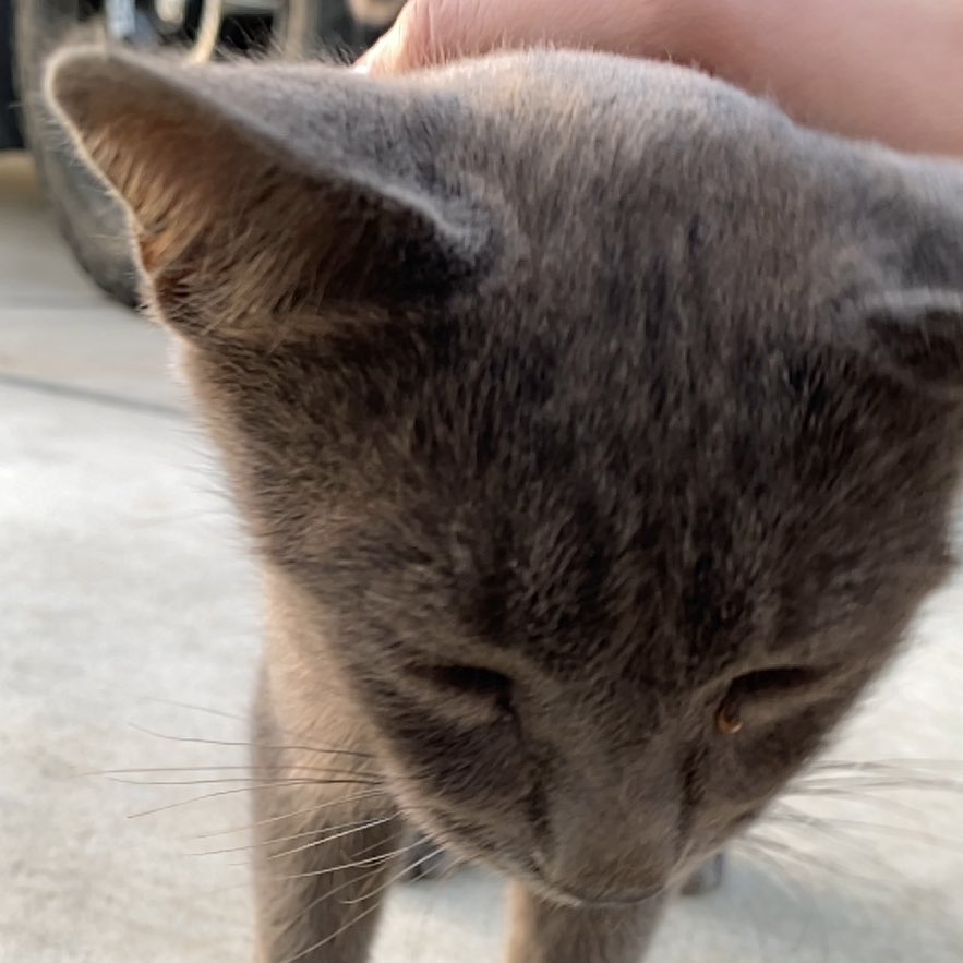 kkingcaden's tweet photo. Rascal update :((( my baby boy is a big balled having man cat https://t.co/nZMZ7Y3bNy