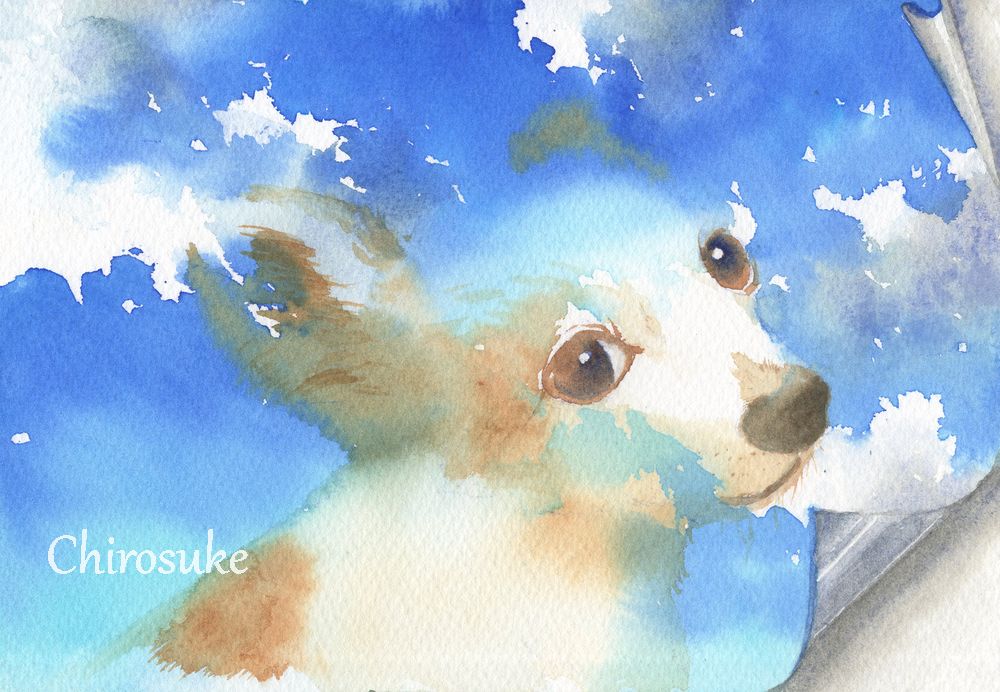 animal focus no humans sky cloud outdoors dog day  illustration images