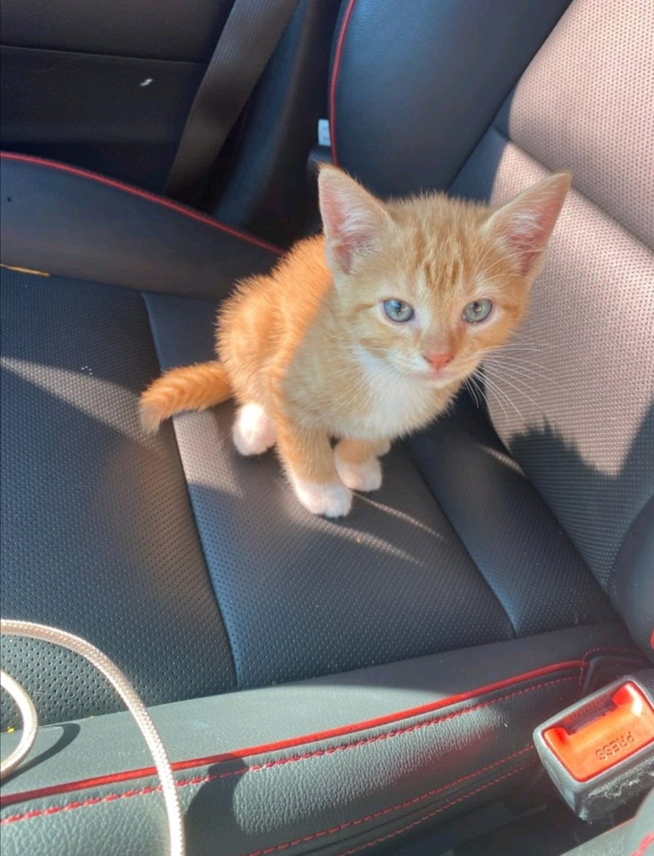 ow_riki's tweet image. I need your help for this very important cause