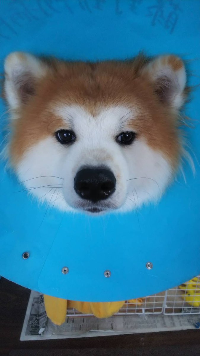 秋田犬のラムと愉快な家族たち 鼻水垂れてても美人 秋田犬 美人 鼻水