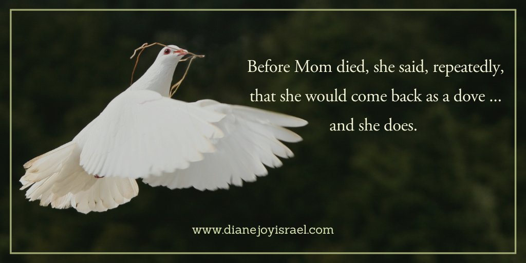 Before Mom died, she said, repeatedly, that she would come back as a dove ... and she does.

Joy: Befriending Death now available on Amazon!
amazon.com/Diane-Israel/e…
