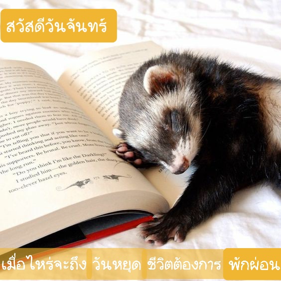 Russell_RHL's tweet photo. สวัสดีวันจันทร์ สวัสดีวันเรียน https://t.co/zuBJ3gpT9g