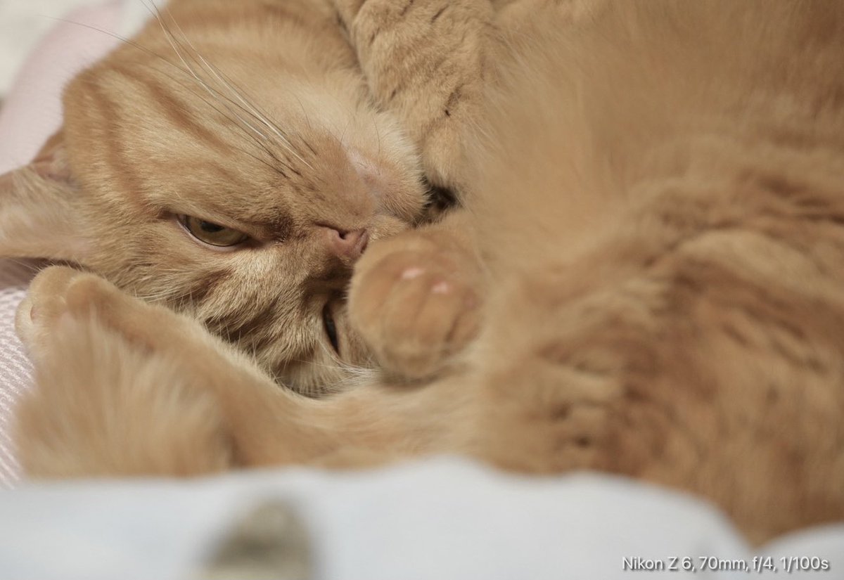 #ジアイーノ保護犬猫応援プロジェクト
こちらのタグを付けてツイートすると、1投稿あたり12円が保護団体さんへ寄付されるそうです。
回数制限は無いそうなので皆さま保護犬猫へのお力をお貸しください😻🐶

#猫好きさんとつながりたい