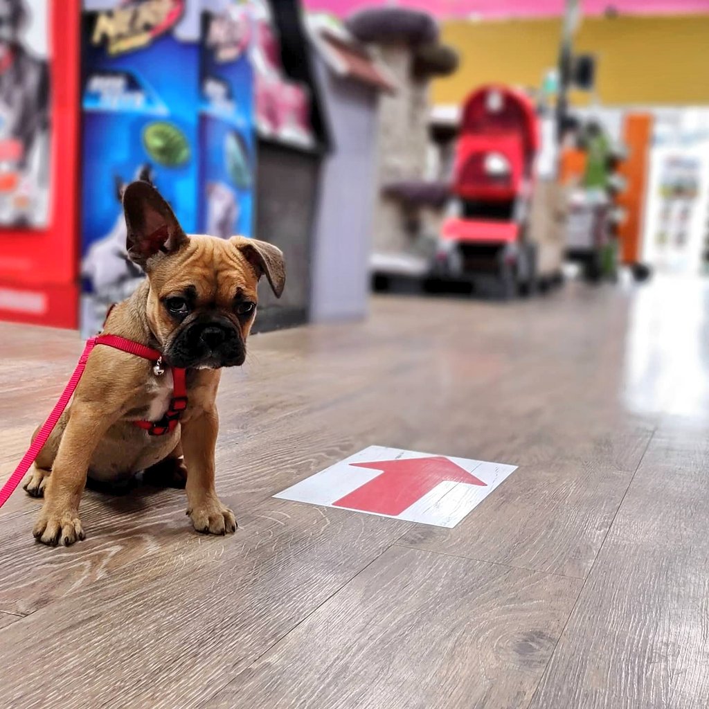oscarindacity's tweet image. Hello Twitter! Nice to meet you I'm Oscar, the French bulldog. I'm still a pup and I have a lot to discover! Come and check out my travels 🙌