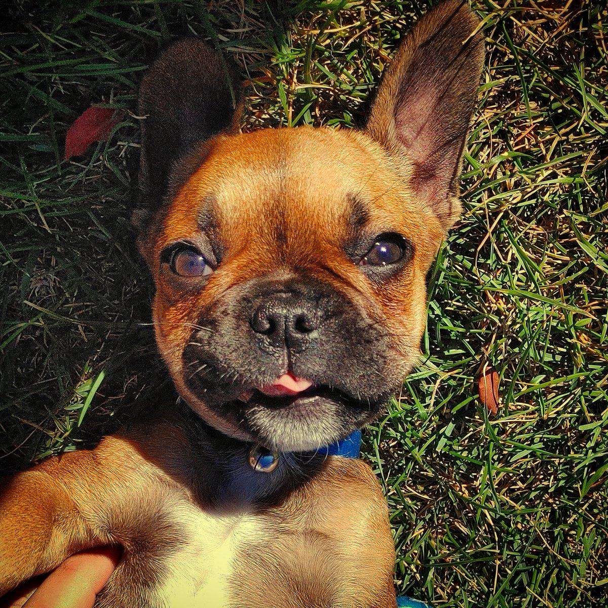 oscarindacity's tweet image. Hello Twitter! Nice to meet you I'm Oscar, the French bulldog. I'm still a pup and I have a lot to discover! Come and check out my travels 🙌