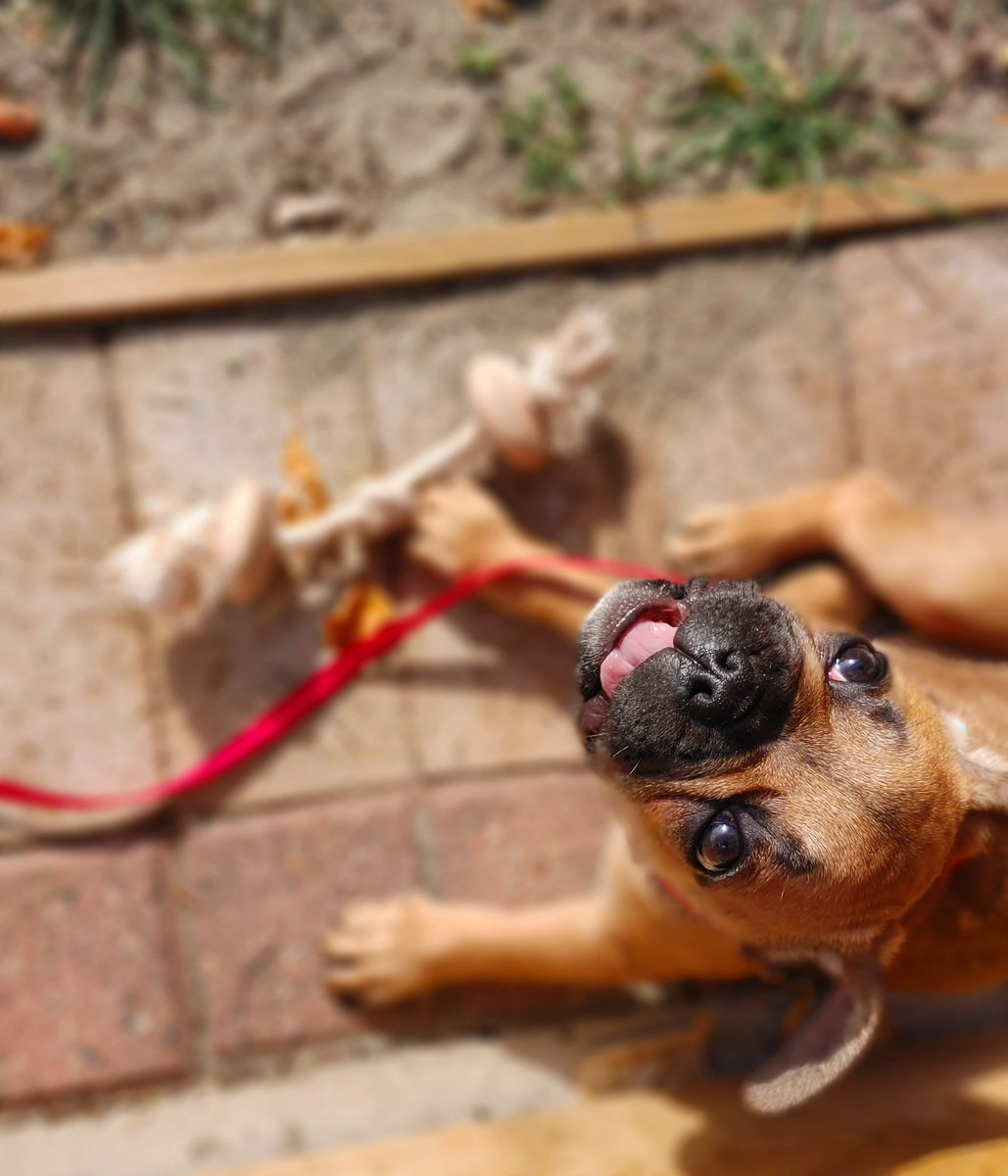 oscarindacity's tweet image. Hello Twitter! Nice to meet you I'm Oscar, the French bulldog. I'm still a pup and I have a lot to discover! Come and check out my travels 🙌