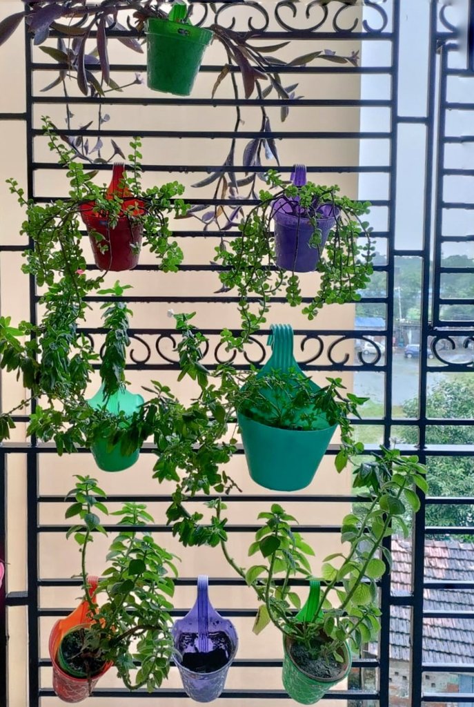 vaishaliagarwl's tweet image. #ChasingSunlight Day 5 challenge by @SandeepMall
Has been raining heavily since last night so soaking in the light from my balcony with these pretty plants for company!