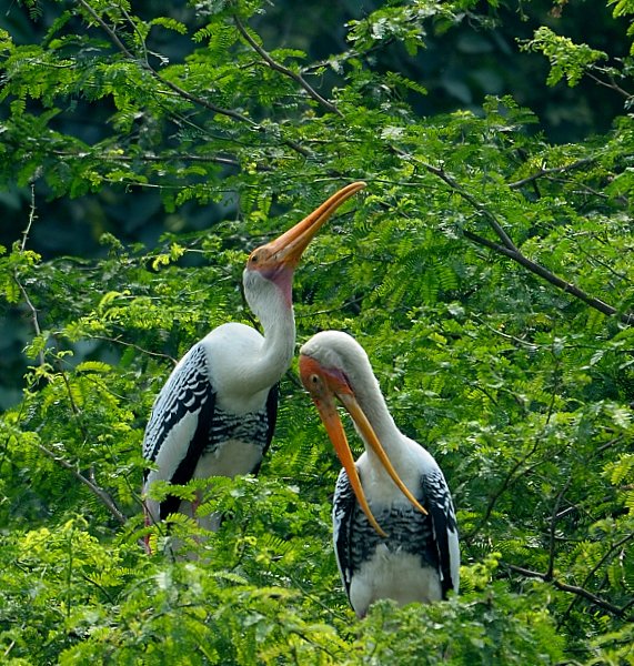 Love is in the air #Birds #Nature #wildlife #PaintedStorks  #IndiAves