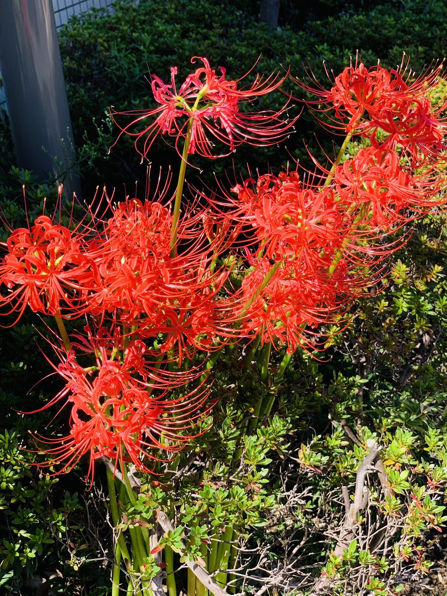 おはようございます。
頭痛が痛くてこの時間まで起きられず、暑さで無理やり起こされたという…

今日から秋の彼岸ですので満開の彼岸花をはりました。
良き休日でありますよう。 