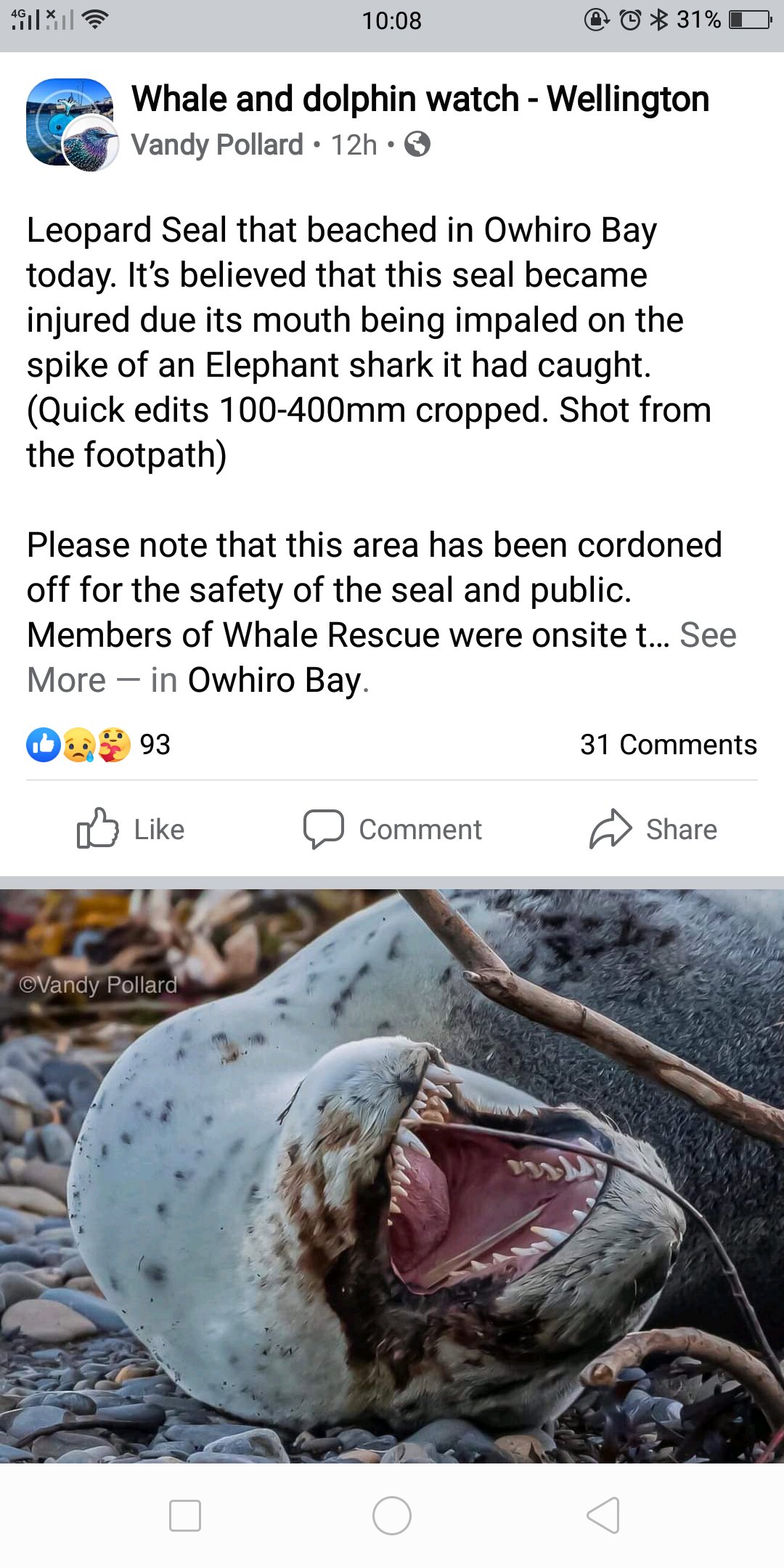 Leopard Seal Vs Shark