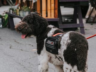 OHDogPark's tweet image. This month, we’re celebrating National Service Dog Month. We'll raise awareness and show appreciation to service pups that do a fluffing amazing job! But as an #onlinedater, when should you mention you have a service dog? bit.ly/3hPO9Dn 

#disability #physicallydisabled