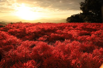 九品寺の彼岸花の21年見頃や開花状況は 場所や駐車場やアクセスは そらいろ 日本が魅せる多彩な表情