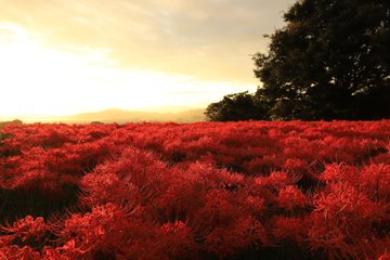 九品寺の彼岸花の21年見頃や開花状況は 場所や駐車場やアクセスは そらいろ 日本が魅せる多彩な表情