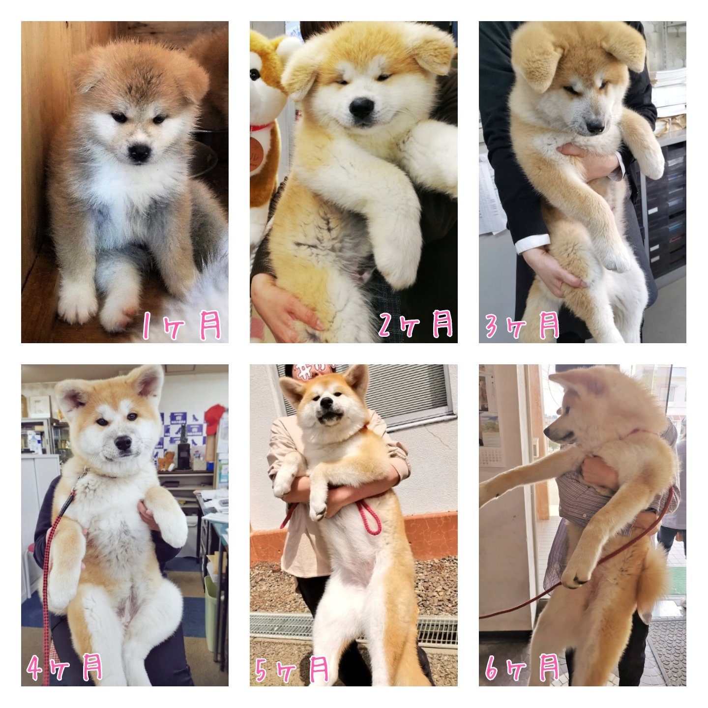 あきほ 秋田犬会館 柴犬よりちょっと大きいくらいかと思ってた って言われるんですが 3ヶ月で柴犬の成犬体重超します 生後半年でキロ超えます 個体差はあります T Co Ffm3krm3at Twitter