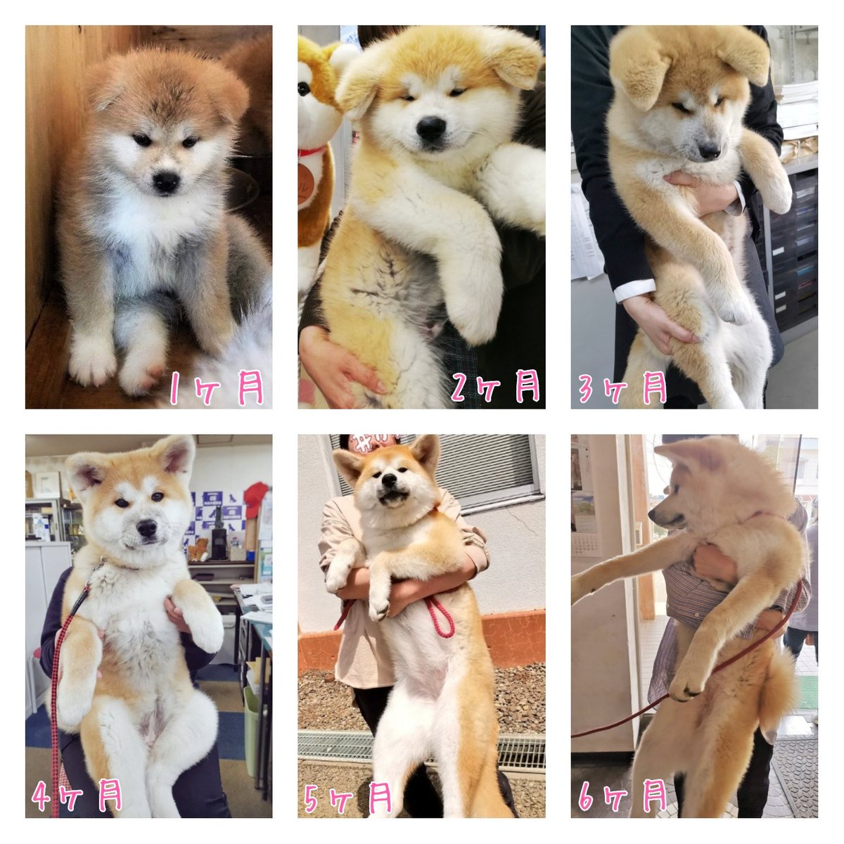 秋田犬 生後4ヶ月でこの大きさ 遠近法 大きさバグってません Togetter
