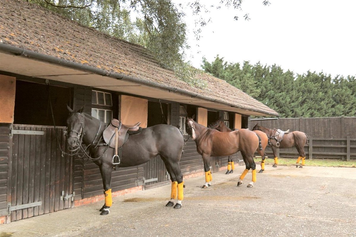 Equestrian Property for sale 9 Acres in private estate 6 Stables - Polo ponies not included! 😭 Tack room and separate barn 4 bed home 1 bed cottage Pool £2,500,000 Binfield, Berkshire equestrianproperty4sale.com/property-for-s… @FineandCountry @equestrianindex #equestrianproperty #propertyforsale