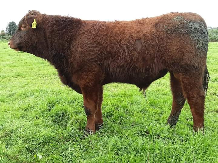 KirraneDavid's tweet image. Some of this years polled and Horned bull calves by Montesqieu Pp @doveagenetics #salers