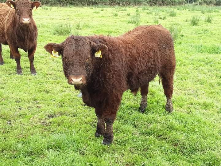 KirraneDavid's tweet image. Some of this years polled and Horned bull calves by Montesqieu Pp @doveagenetics #salers