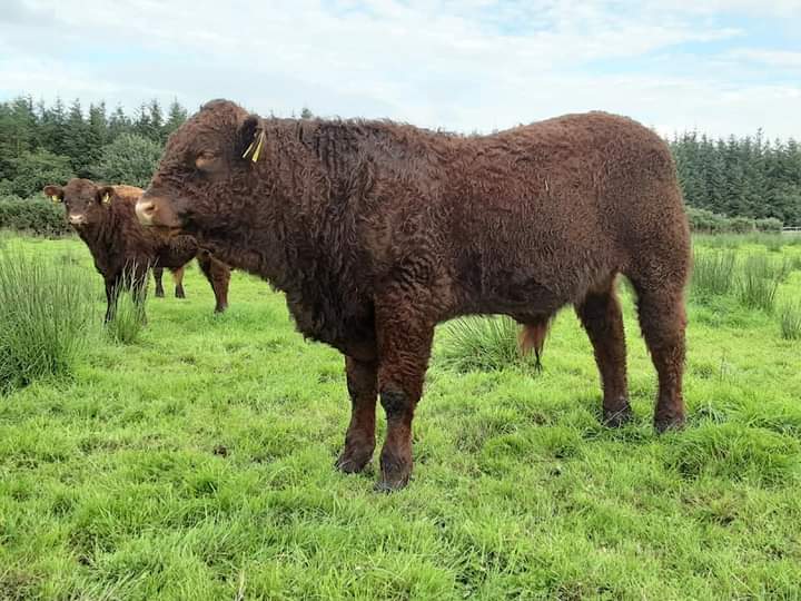 KirraneDavid's tweet image. An impressive looking Son of Montesqieu Pp 7mths old @doveagenetics #salers