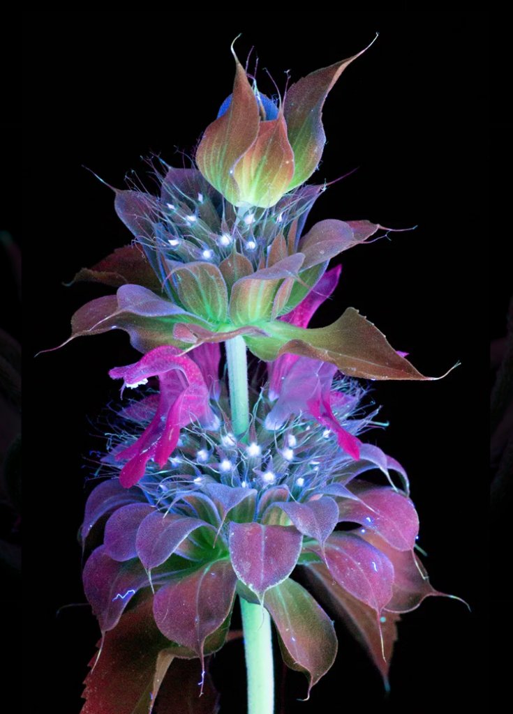 tblackTAB's tweet image. Ultraviolet florescence photography from Craig Burrows gives us a hint of how flowers look to pollinators. 🐝

Explore. Connect. Engage. 

#ExplorersMindset #SDG15