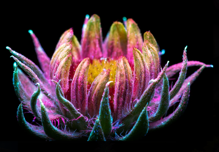 tblackTAB's tweet image. Ultraviolet florescence photography from Craig Burrows gives us a hint of how flowers look to pollinators. 🐝

Explore. Connect. Engage. 

#ExplorersMindset #SDG15