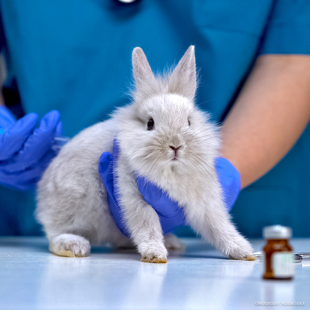 🐰💉🚫 Het verbod op dierproeven moet een stapje verder gaan. Het Parlement vraagt meer financiering voor alternatieve testmethoden om het gebruik van dieren in onderzoek en testen geleidelijk stop te zetten. 👉eptwitter.eu/q2Bh