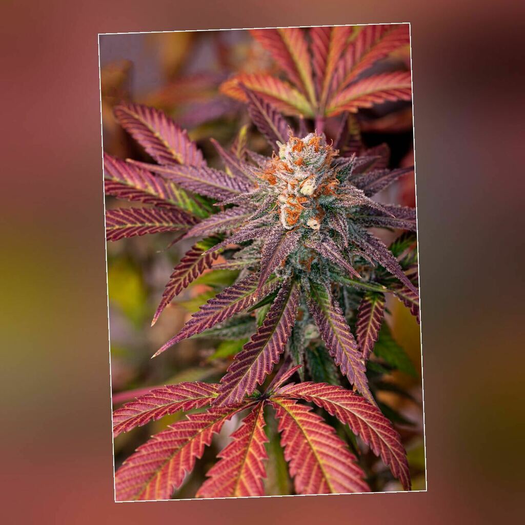 JMcDonaldPhoto's tweet photo. Photographing some plants today. Loving the deep red tones on this one! #yyc #calgary #mj #cannabis #pot #potplant #flower #bud https://t.co/g8cXj7ZEYJ https://t.co/OJBj9bVNTM