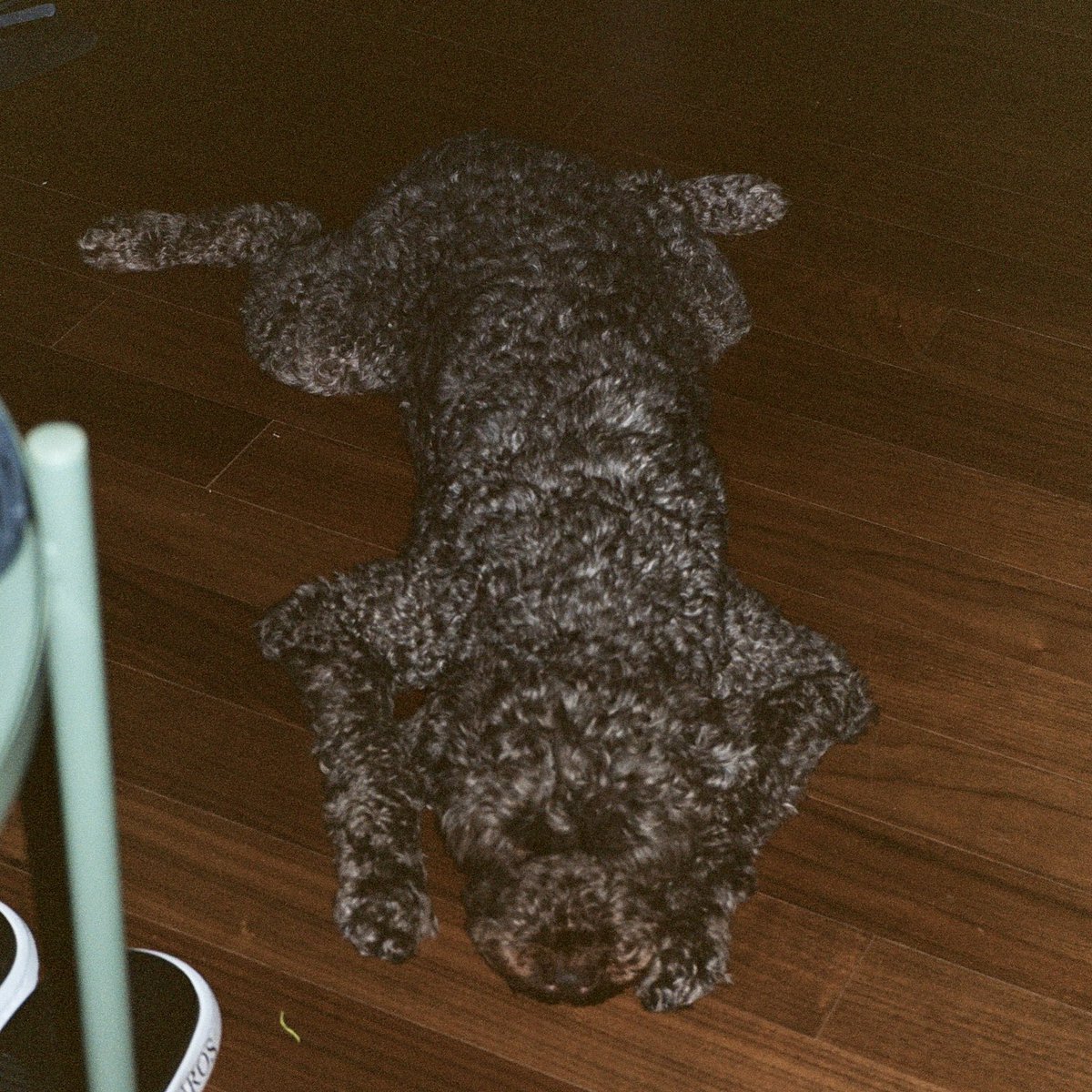 우리 인서들 모두 즐추행추!!💙 절 받으세요 (넙죽)🐶