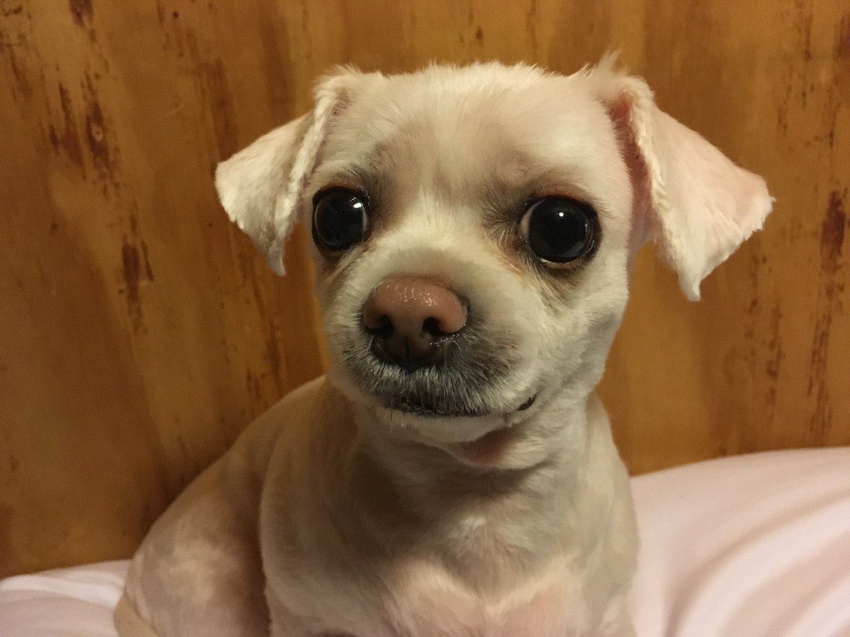 tinakittenalt's tweet photo. quackity https://t.co/Y28ABCR6xr
