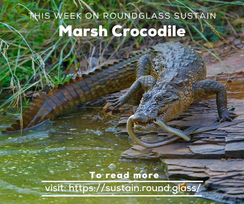 Roundglass Sustain (@rgsustain1) on Twitter photo The #marshcrocodile is more than just brawn with a lot of bite. This week, we talk this formidable, aquatic predator thatβs also a gentle, nurturing parent. Stay with us to learn all about the #mugger. . Photo: <a href="/dhritimanimages/">Dhritiman Mukherjee</a> @ConserveHerps <a href="/HerpLeague/">HerpetologistsLeague</a> <a href="/ssarherps/">SSAR</a> The #marshcrocodile is more than just brawn with a lot of bite. This week, we talk this formidable, aquatic predator thatβs also a gentle, nurturing parent. Stay with us to learn all about the #mugger. . Photo: <a href="/dhritimanimages/">Dhritiman Mukherjee</a> @ConserveHerps <a href="/HerpLeague/">HerpetologistsLeague</a> <a href="/ssarherps/">SSAR</a>