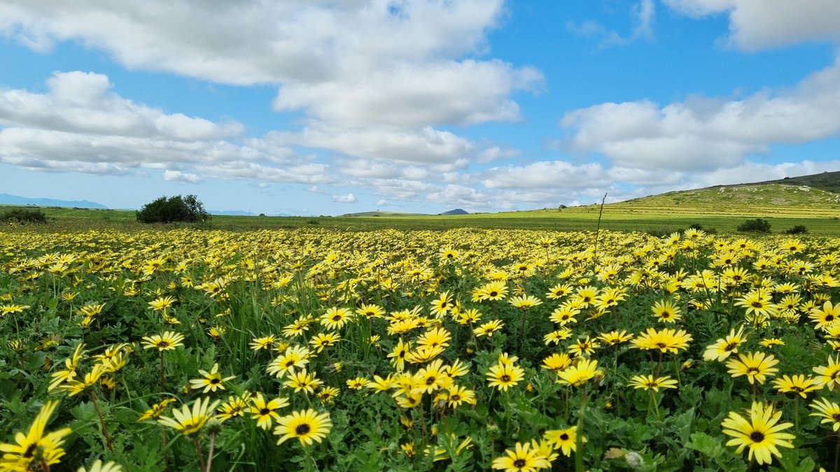 OneStopWander's tweet image. Another #Darling wildflower pic. Because why not! A splash of happy yellow, blue sky and candyfloss clouds to brighten this rainy #CapeTown Monday💛🌟

#Darling #ShareSouthAfrica #MondayMorning