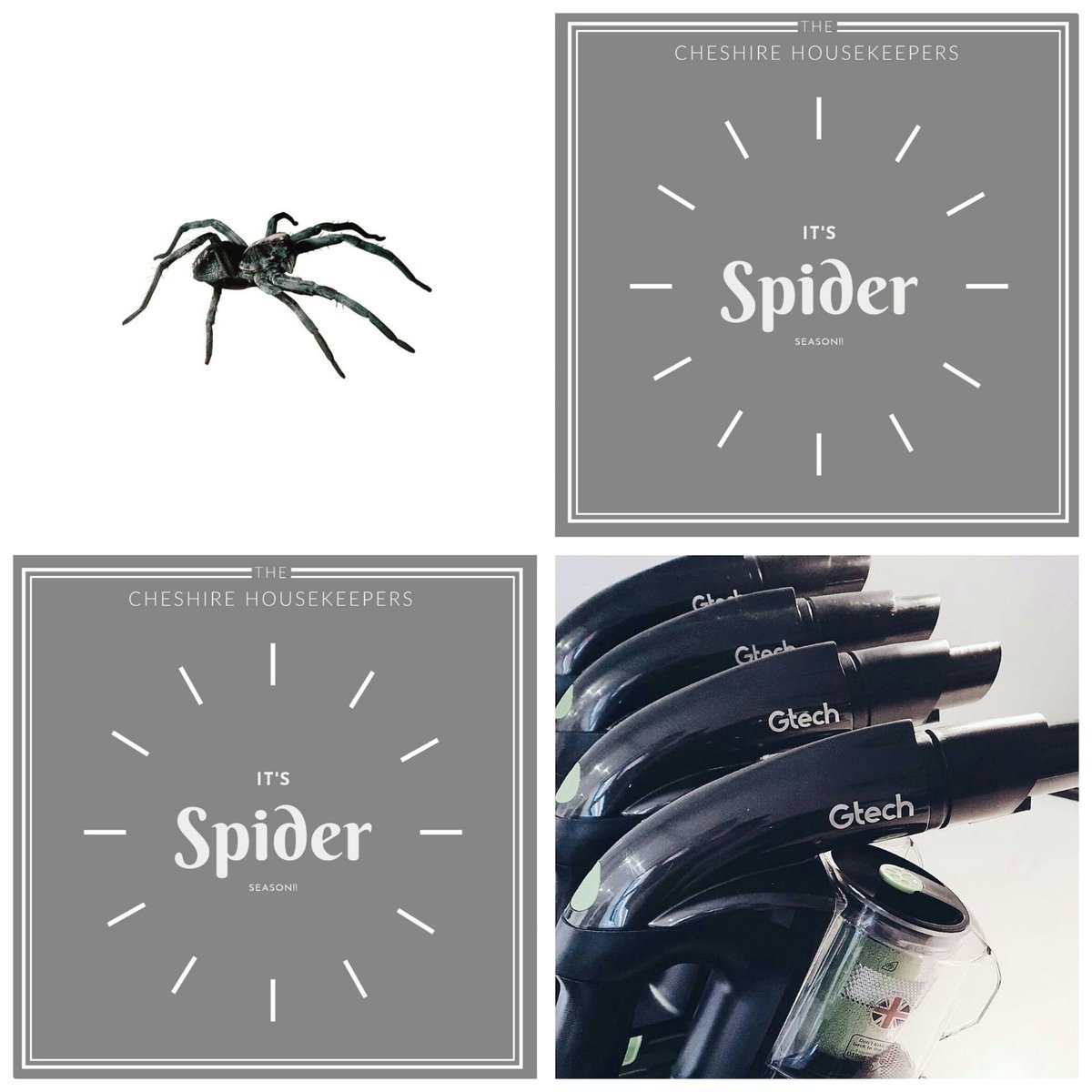 TCHouskeepers's tweet photo. Spider Season!!!

We will be on the look-out for any unwanted webs in all corners of your home!

#TheCheshireHousekeepers #Cheshire #CheshireHousekeeping #Cleaning #Spider https://t.co/2QBu7TTJOE