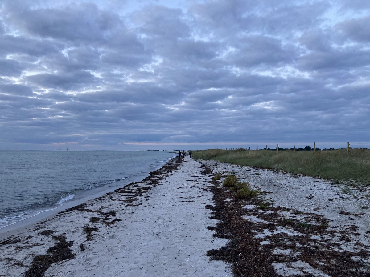 BirdsInFlight's tweet image. Part of the Birds in Flight collective will enjoy the coming days bird migration in Falsterbo (and certainly make some sound recordings and photos). ✌️
#birdmigration #vismig #nocmig #flightcalls #birdIDguide #birdID #falsterbo #sweden