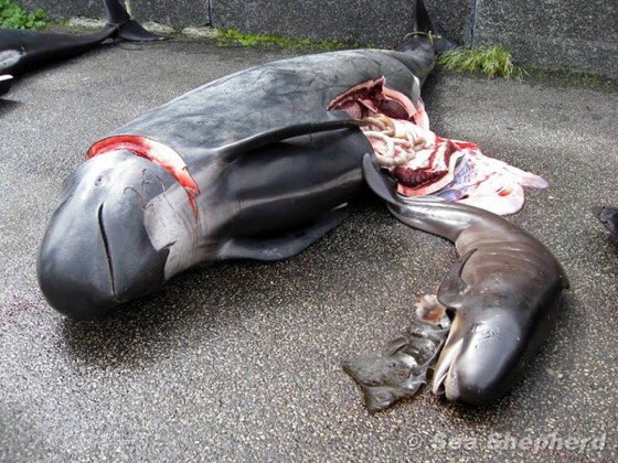 domdyer70's tweet photo. My most in depth interview on the Faroe Islands &amp; why @BorisJohnson should suspend UK Free Trade Agreement to stop the whale &amp; dolphin slaughter on @OtlPodcasts @DeborahMeaden @ChrisGPackham @Seasaver @seashepherd_uk listen  &amp; share #FaroeIslands 
https://t.co/mnB9LB126L https://t.co/92HKiQI4zK