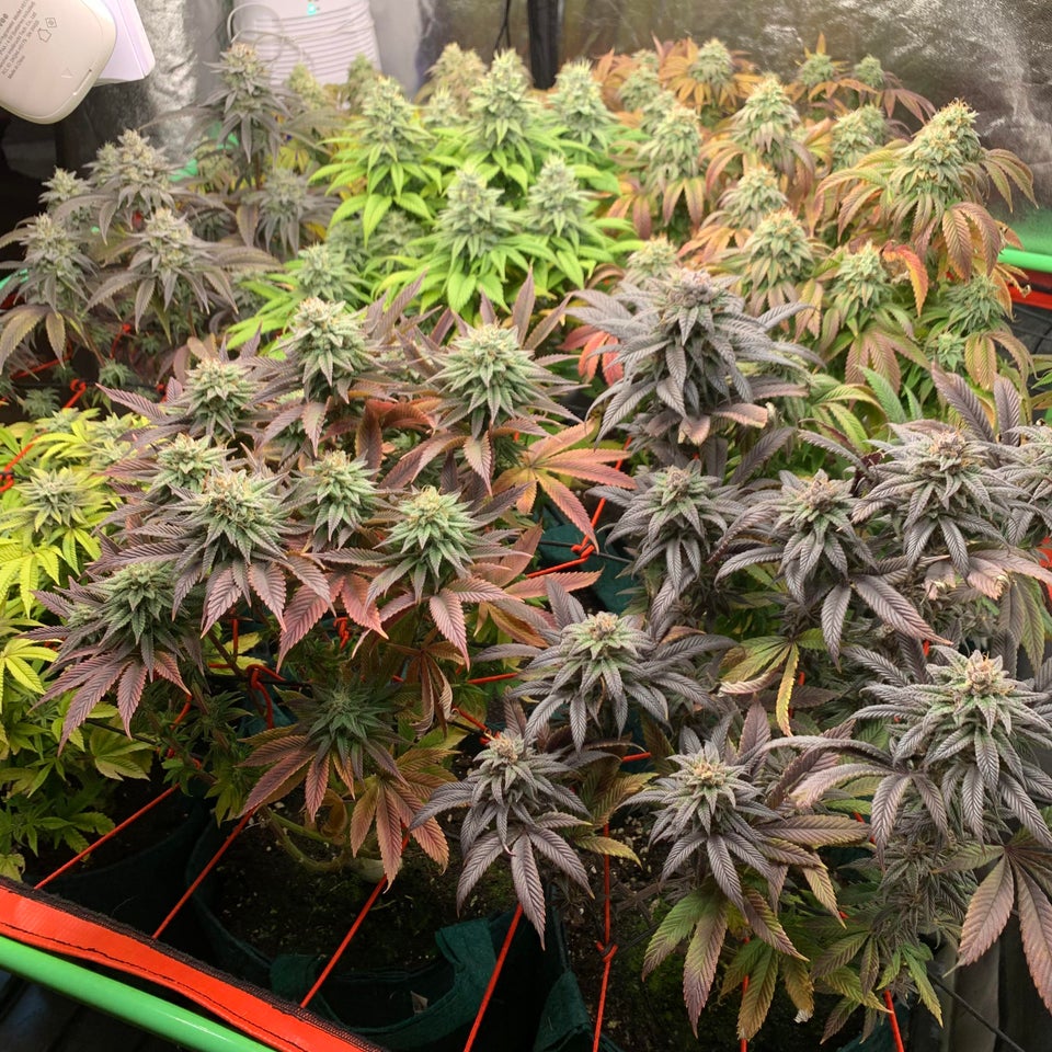 spliffseeds's tweet image. No filter no edit. #coloursofcannabis🌈 
📸:nikolicio