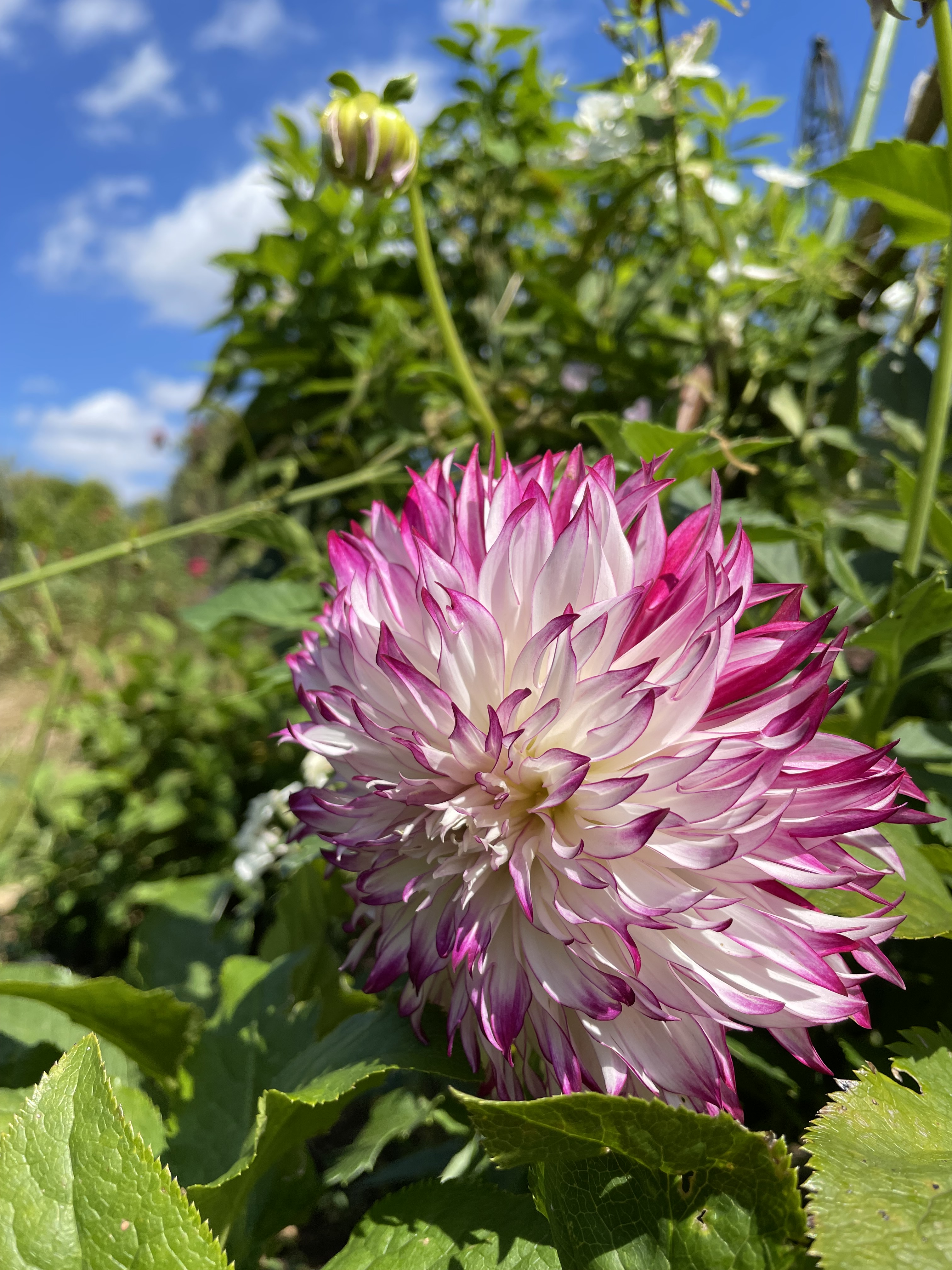 千葉市花の美術館 気持ちいいお天気 おっきいお花 正体はダリア ダリア と青い空 と白い雲 と緑の葉っぱたち とうす茶色の土たち 全部揃っていい写真 T Co Tvo5swjqgx Twitter