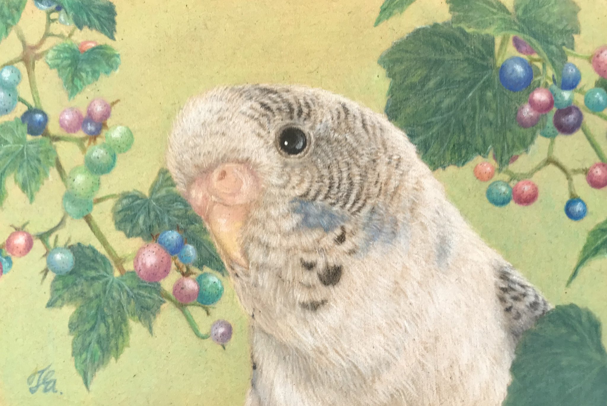 工房照在 Koubou Tea Tiktokにセキセイインコさんのメイキングをupしました Youtubeからもご覧いただけます T Co Oktsdqxwe6 インコ セキセイインコ 色鉛筆 色鉛筆画 リアル メイキング 写実 動物イラスト 動物好き 鳥好きな人