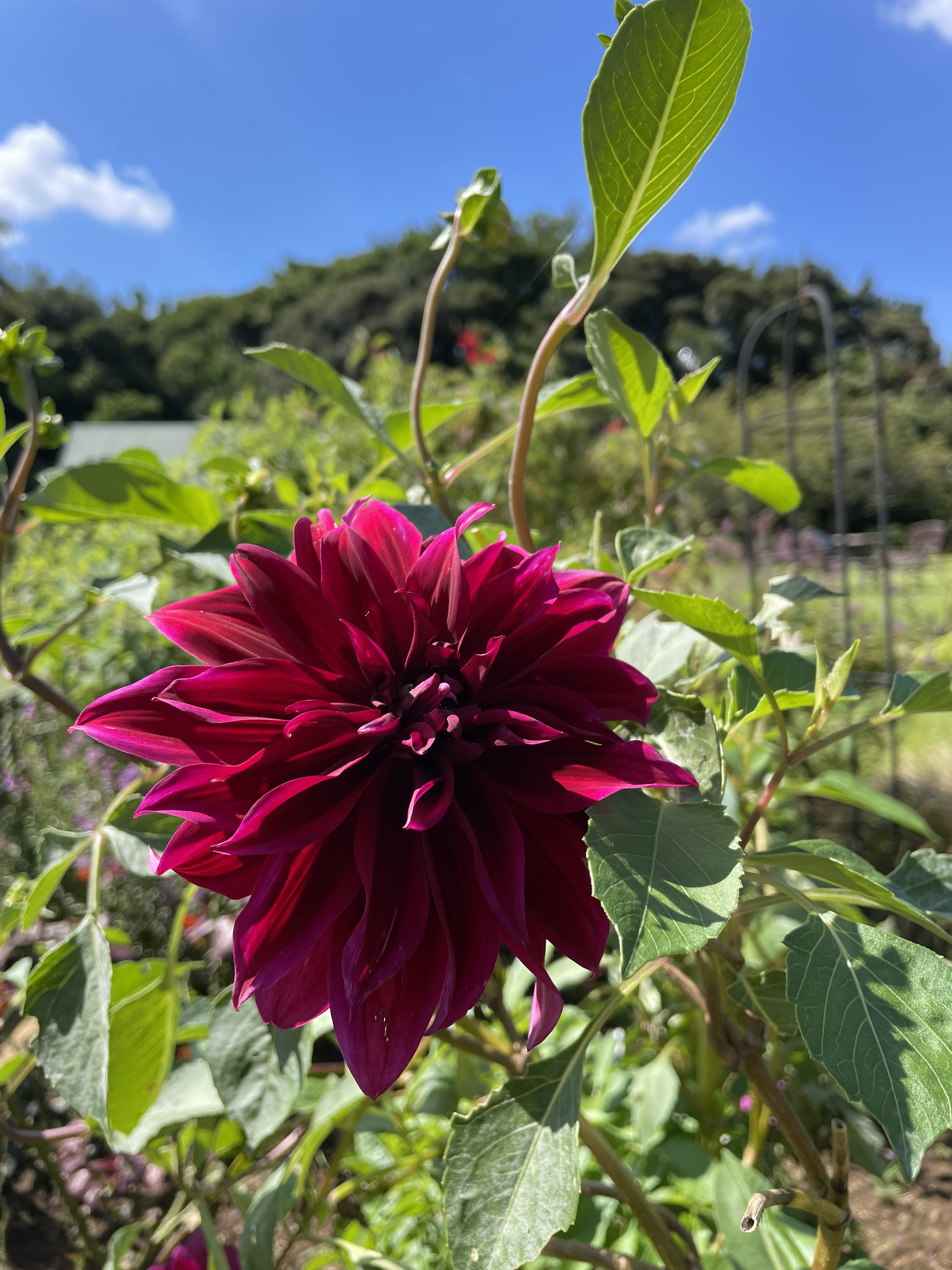 千葉市花の美術館 気持ちいいお天気 おっきいお花 正体はダリア ダリア と青い空 と白い雲 と緑の葉っぱたち とうす茶色の土たち 全部揃っていい写真 T Co Tvo5swjqgx Twitter