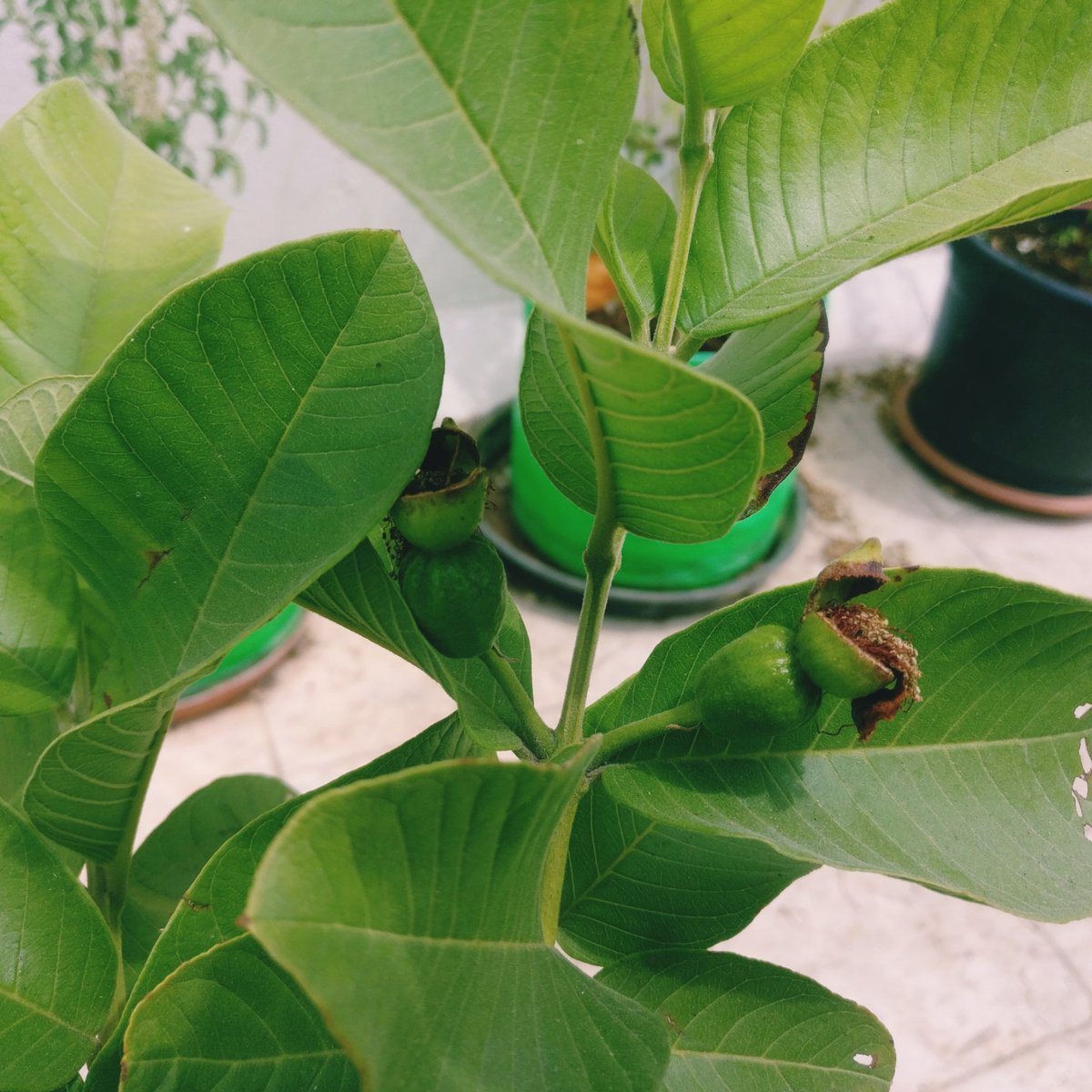 GardeningAt's tweet photo. How to grow and care Guava plant in container? Link in bio.
#guava #fruit #fruitgarden #gardeningathome #gardener #organicgardening #terracegarden #containergardening https://t.co/M5hjTwSvDN