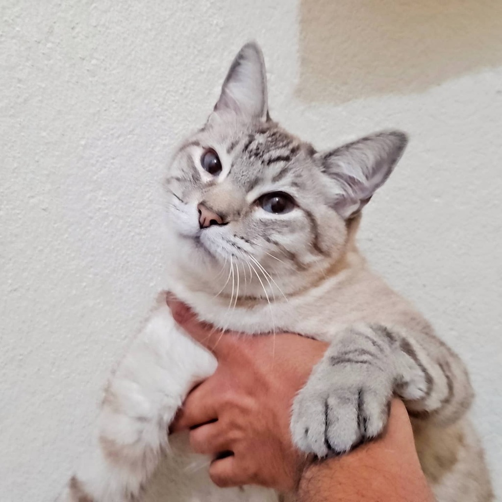 pasionmovil's tweet photo. Hoy en la #seccionanimal tenemos a #Iso hijo #primogenito de #pingopda mientras lo sostengo con mis manos contra la pared para tomarle una foto con el #axon30 de @zte_mx hace algunos días

Pese a su #expresión de aparente enojo, Iso es uno de los hijos m… https://t.co/tpVd4LjOyt https://t.co/zY9sZ3UoG7