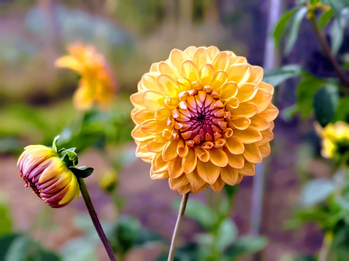 A burst of joyful colour this #Mondaymorning with Dikara Jodie dahlia.🧡

The wonderful Alison from The Blackberry garden shares her thoughts on the month of September  bit.ly/3tWmhm8 🧡

#mondaythoughts #Dahlias