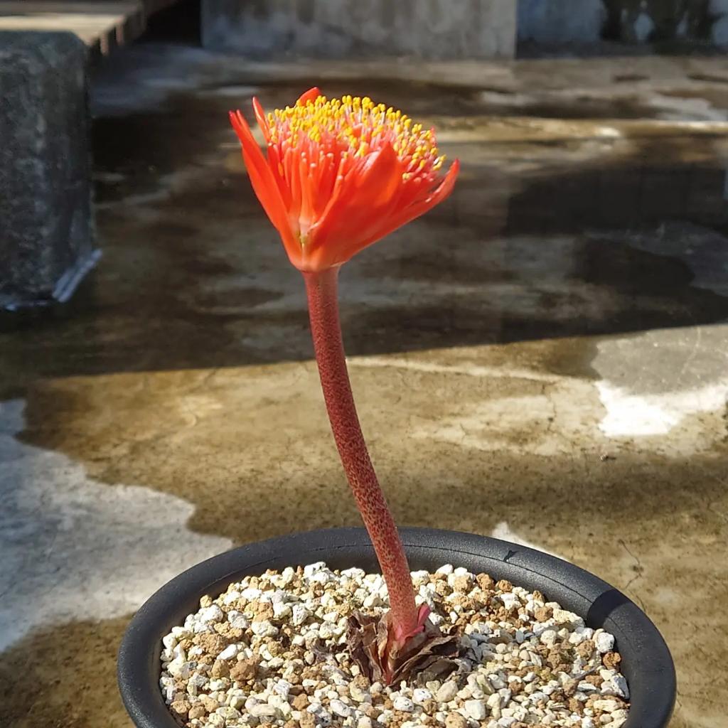 TÌNH YÊU CÂY CỎ ĐV.3 - Page 79 E_tXFAeVcAsXXoK