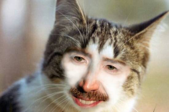 nicolas cage cat face meme