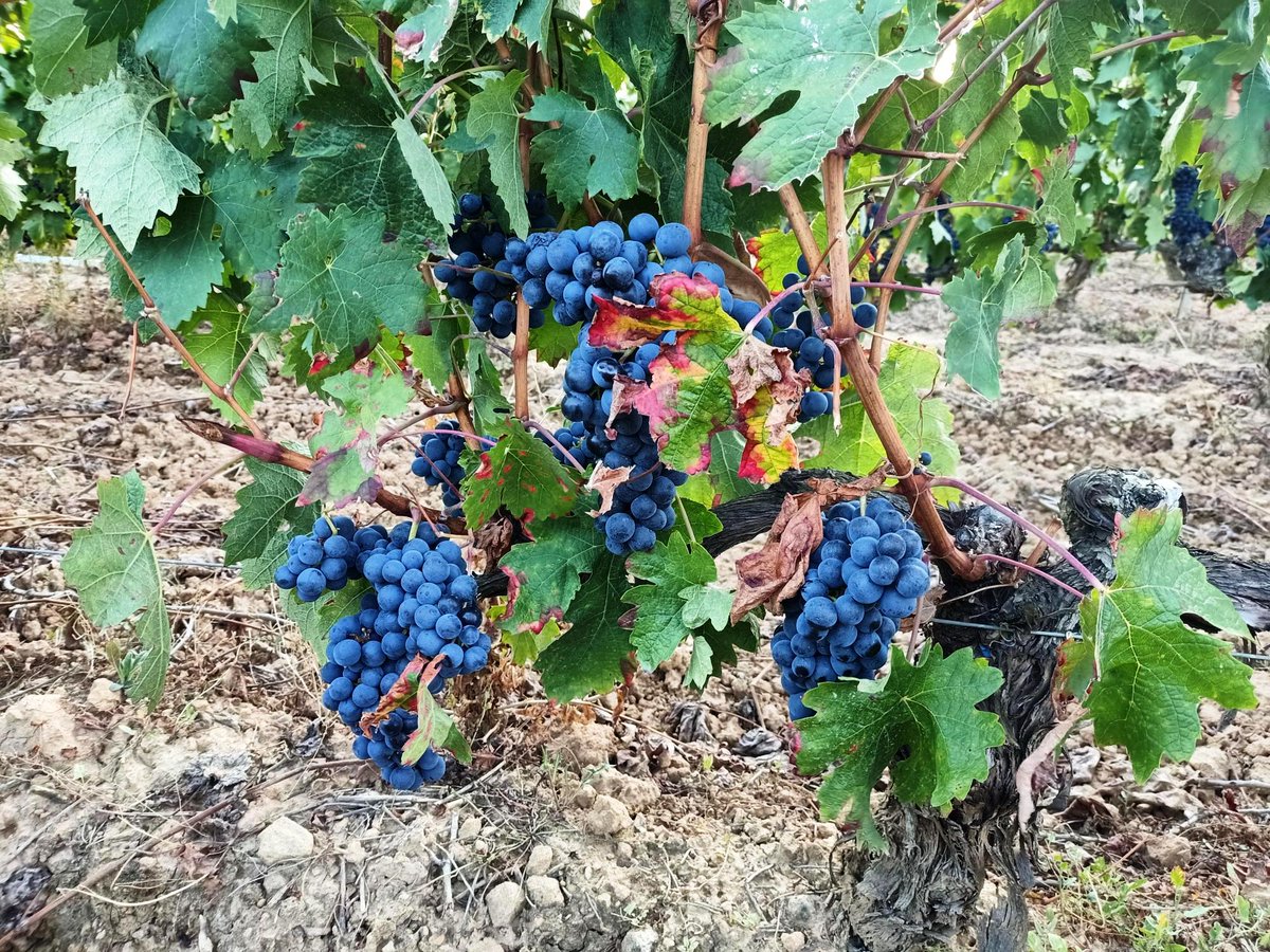 valserrano's tweet photo. A unos días de arrancar #Vendimia2021 ... seguimos muy de cerca el estado de nuestras viñas: #Fincamonteviejo y el emparrado del Monte, un espectáculo para la vista. #bodegasdelamarquesa #valserrano #villabuena #riojaalavesa #atardeceres #sierradecantabria https://t.co/1zrOA9JHon https://t.co/xJGBOwPFkL