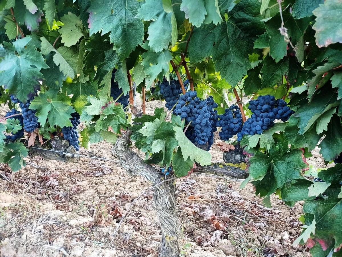valserrano's tweet photo. A unos días de arrancar #Vendimia2021 ... seguimos muy de cerca el estado de nuestras viñas: #Fincamonteviejo y el emparrado del Monte, un espectáculo para la vista. #bodegasdelamarquesa #valserrano #villabuena #riojaalavesa #atardeceres #sierradecantabria https://t.co/1zrOA9JHon https://t.co/xJGBOwPFkL